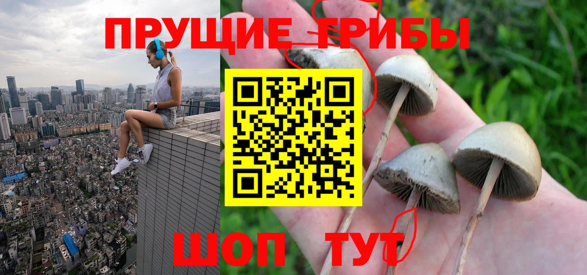 Псилоцибиновые грибы Cubensis Красногорск